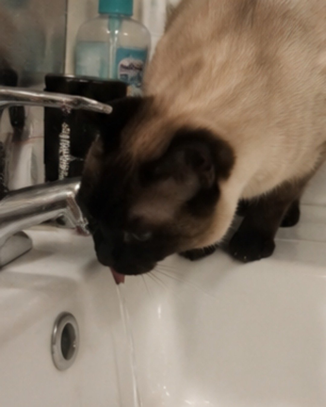 Luna🌙💫 (twin of Stella) the Siamese. Cat, Dog, Siamese