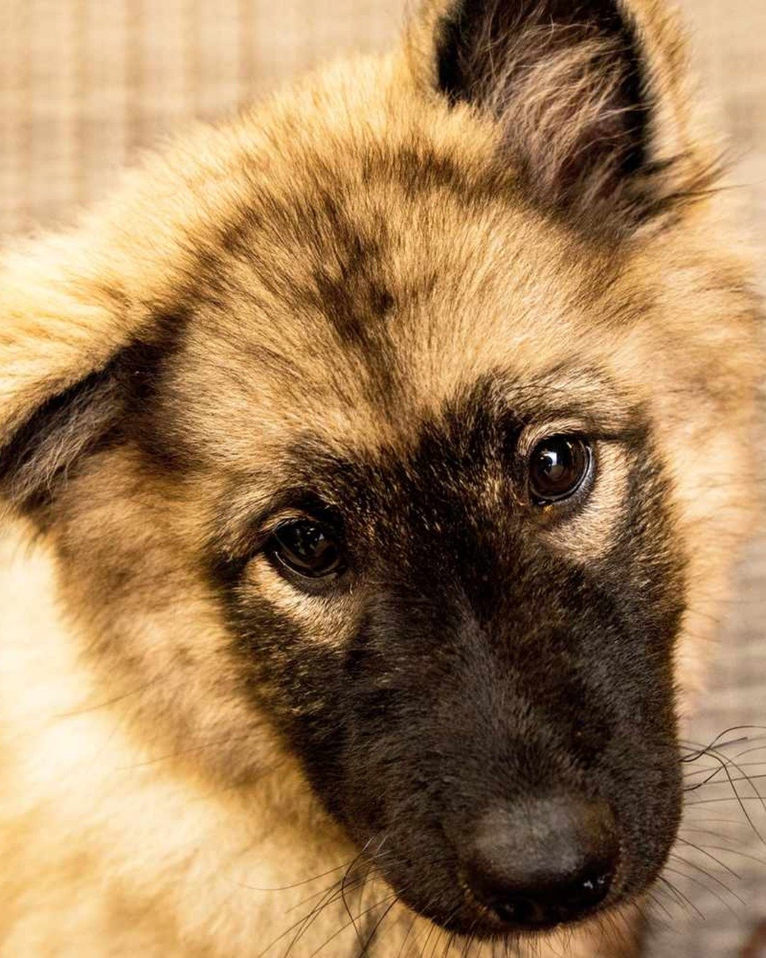 funny dogs the .. Dog, German Shepherd