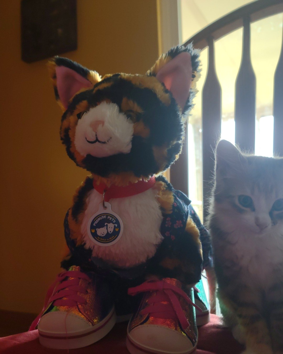 runt , abbey jr. ,and peanut butter cup the Tabby and calico. Clothing, Footwear, Shoe, Cat, Toy