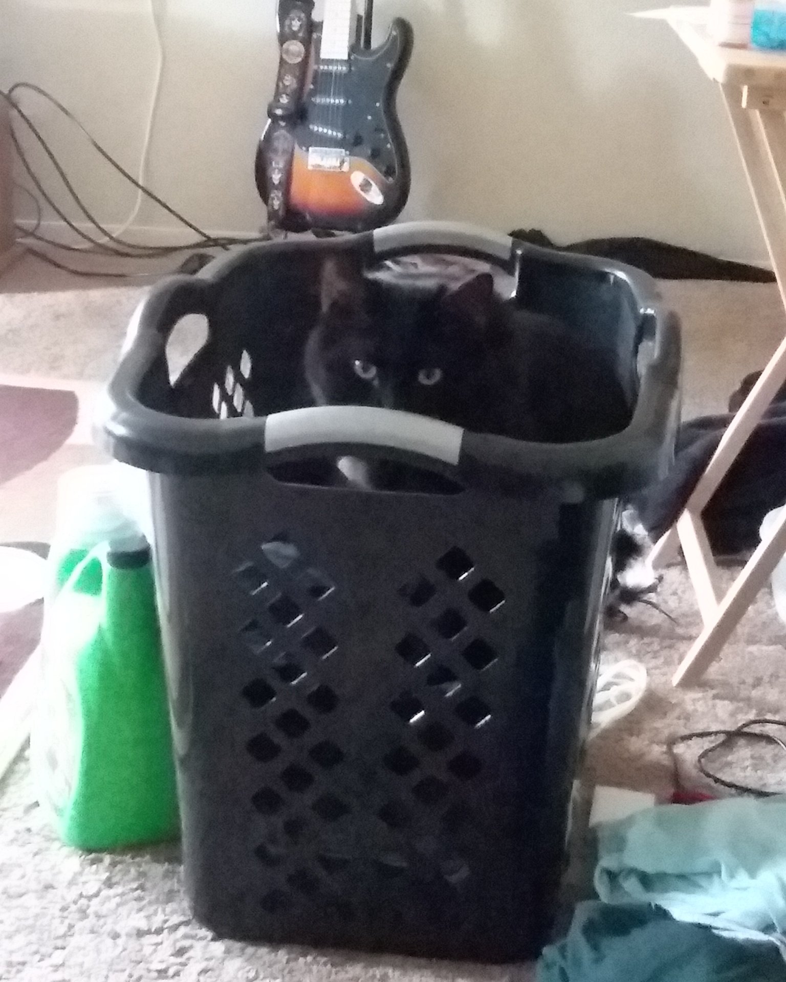 Sylvester the Unsure. Basket, Cat