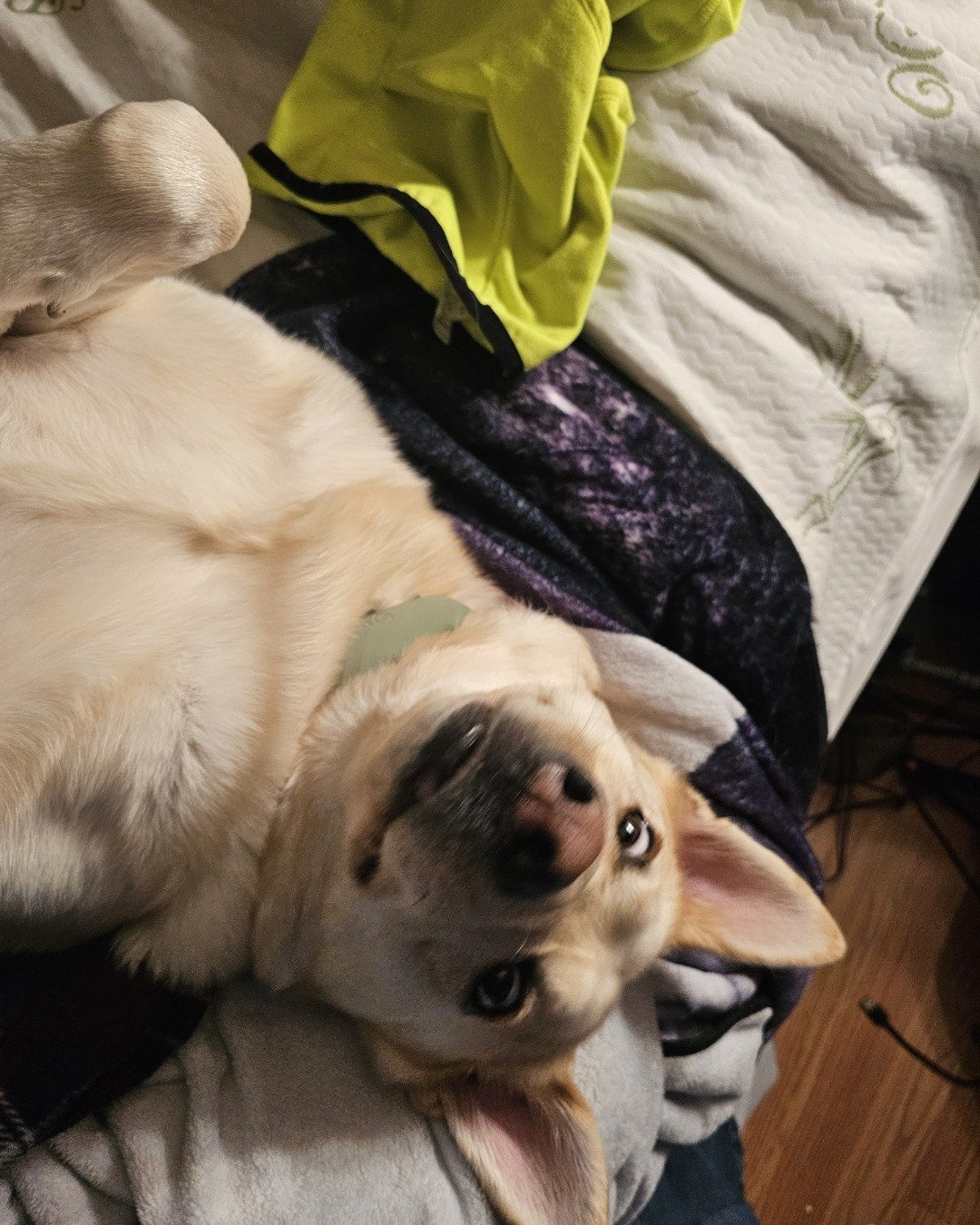 Bella the Labsky. Dog, Puppy, Hound, Furniture, Couch, Cushion