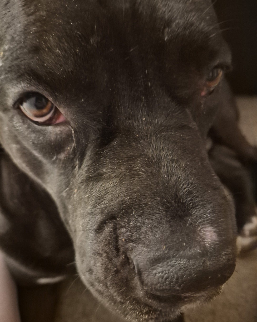 Max💙🩵 the Cane corso. Snout, Dog, Puppy