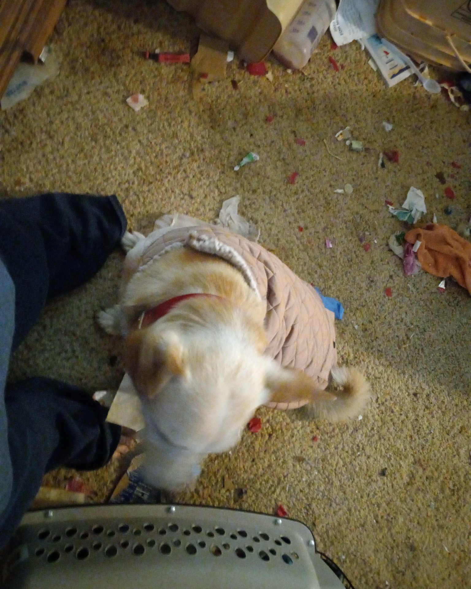 butterscotch the mutt. Dog, Puppy, Person, Hound