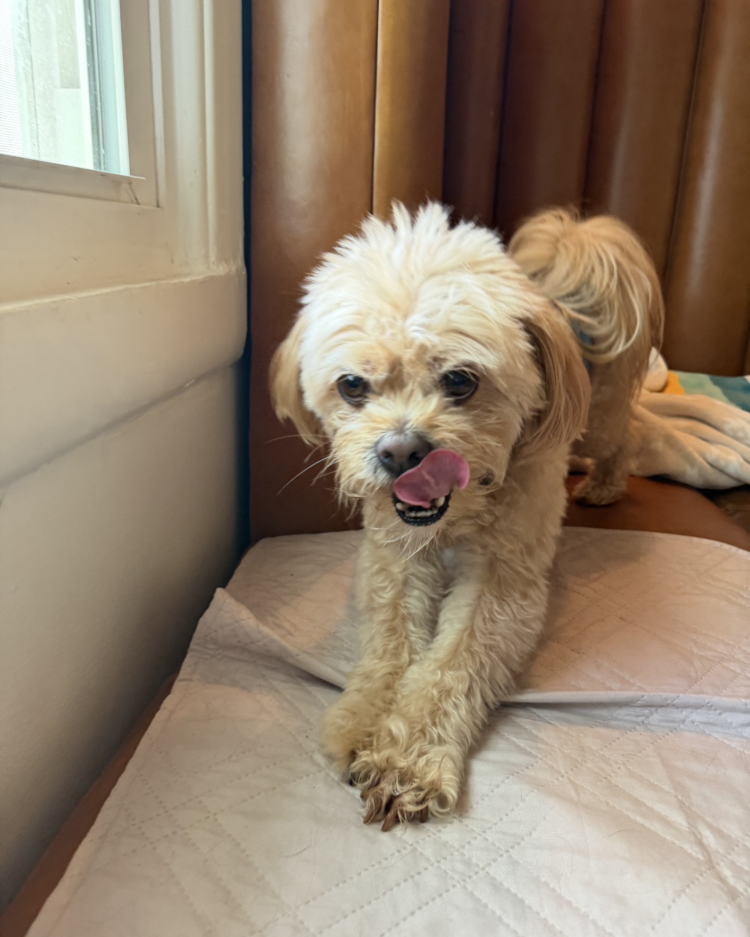 Chewie the Peekapoo — Dog, Puppy, Couch, Furniture, Body Part, Mouth