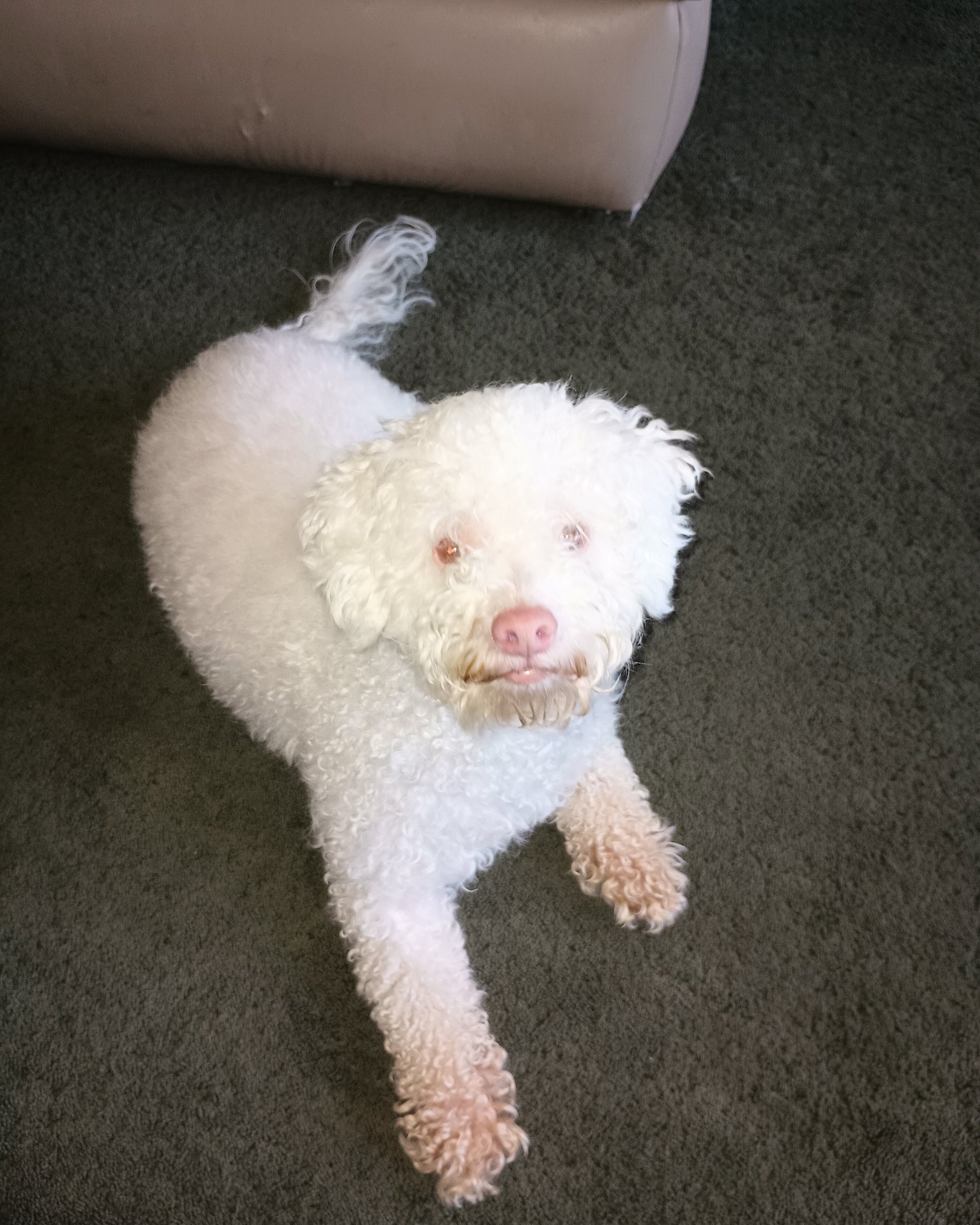 Ollie the Moltese/ miniature poodle. Dog, Puppy, Poodle