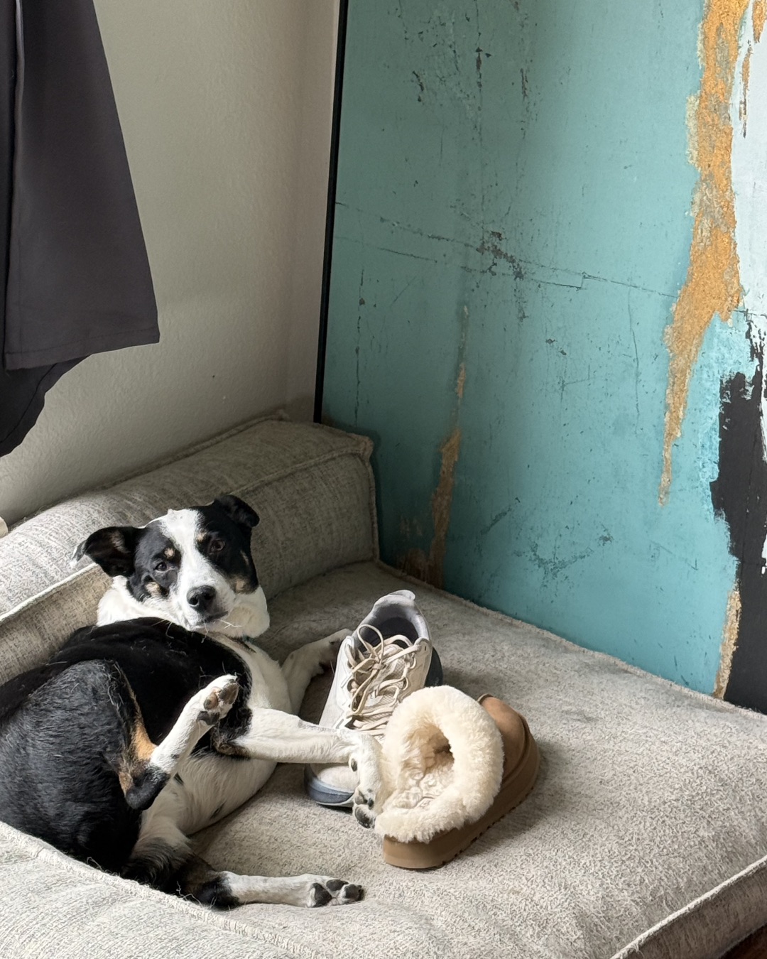 Midi — Dog, Clothing, Footwear, Shoe, Dog Bed