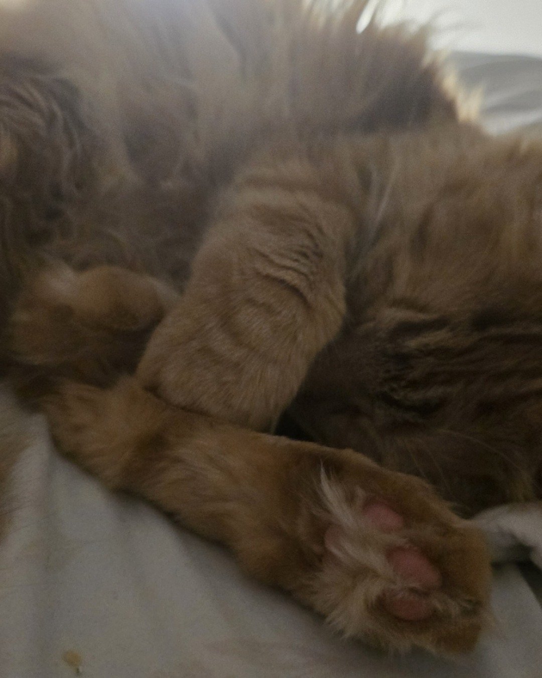 Jean-Luc the Orange Domestic Longhair. Person, Sleeping, Cat, Couch, Furniture, Kitten