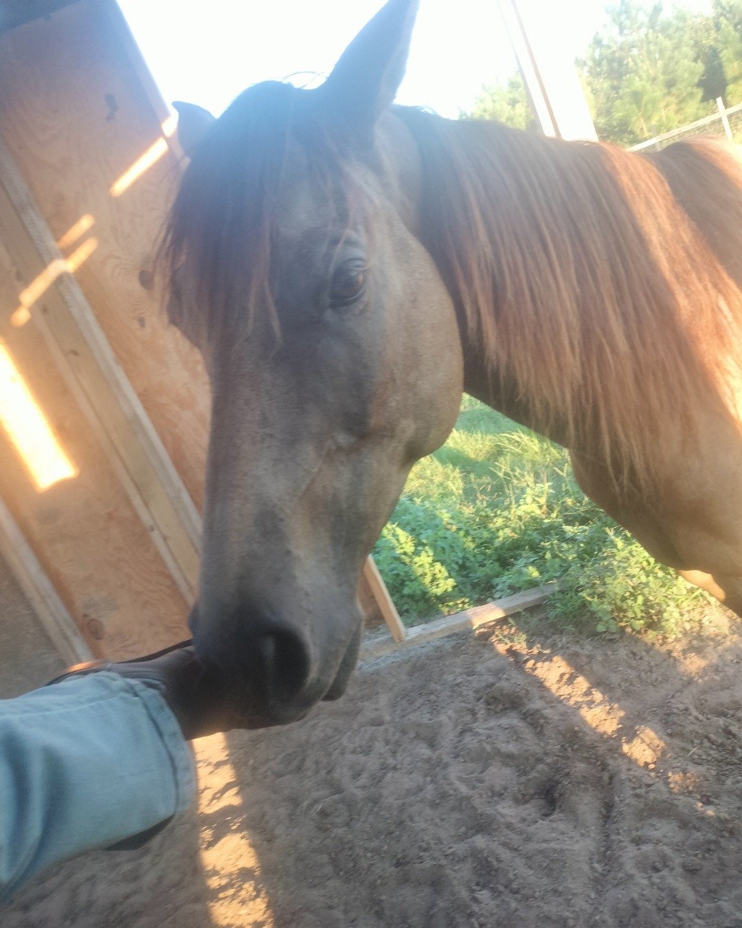 Splinter the appendix. Colt Horse, Horse, Person
