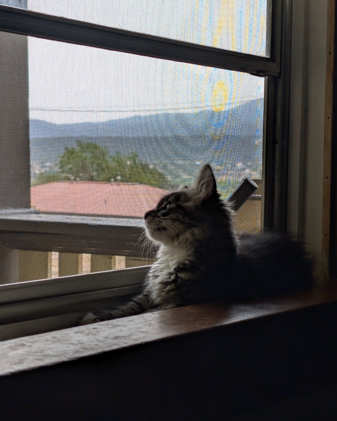 Alucard the Maine mix. Window, Cat, Windowsill, Manx