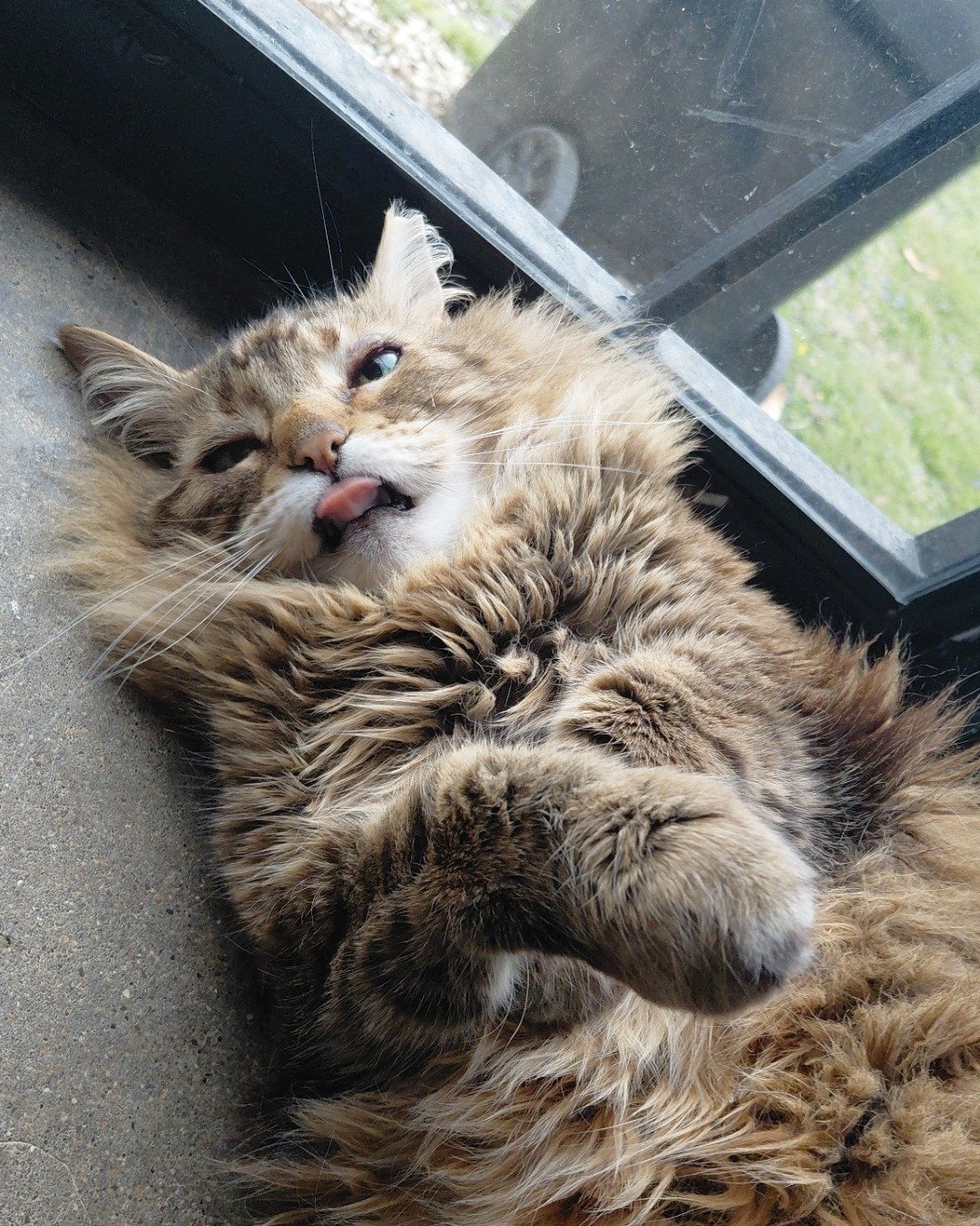Hot Tamale/Mollie the Norwegian Forest Cat. Person, Grass, Plant, Cat, Kitten, Body Part