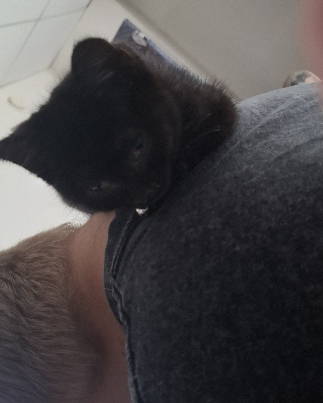 Aries the Black cat. Cat, Kitten, Black Cat