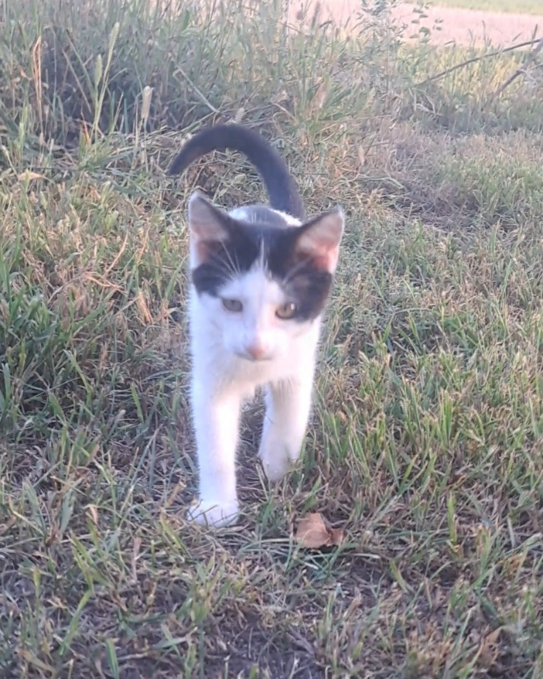 Little-Panda. Grass, Plant, Cat, Kitten
