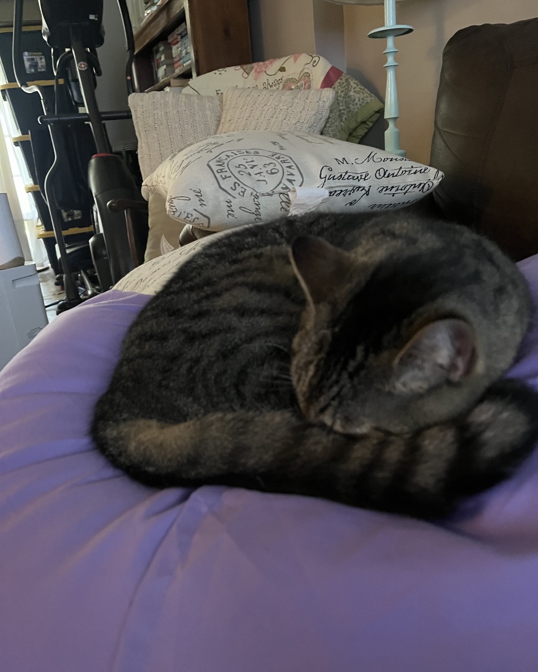 Sam. Cushion, Home Decor, Couch, Furniture, Cat, Candle