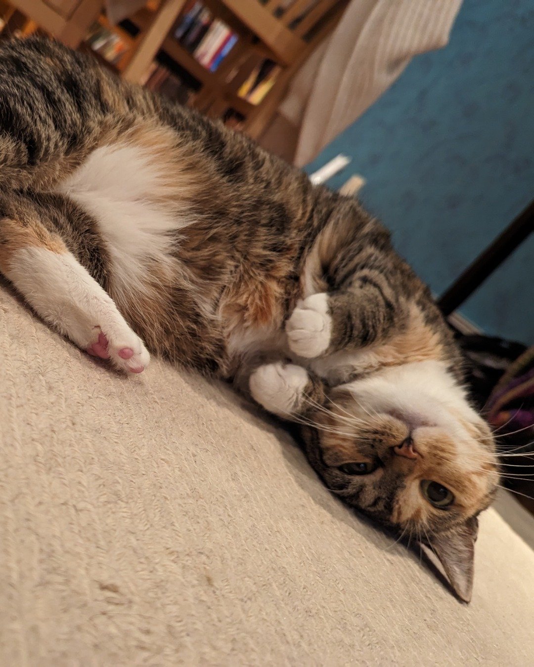 Persephone. Cat, Manx, Couch, Furniture, Person, Sleeping