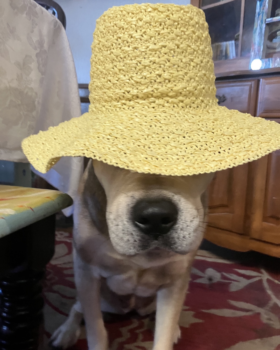 Zizzy. Clothing, Hat, Sun Hat, Dog, Hound