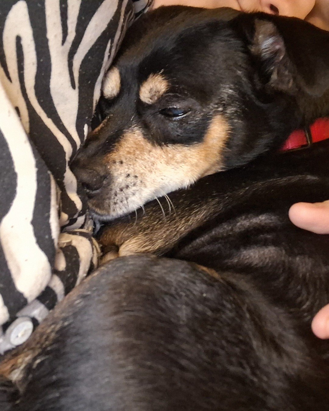 Turbo the Miniature pinscher. Dog, Puppy, Hound, Zebra