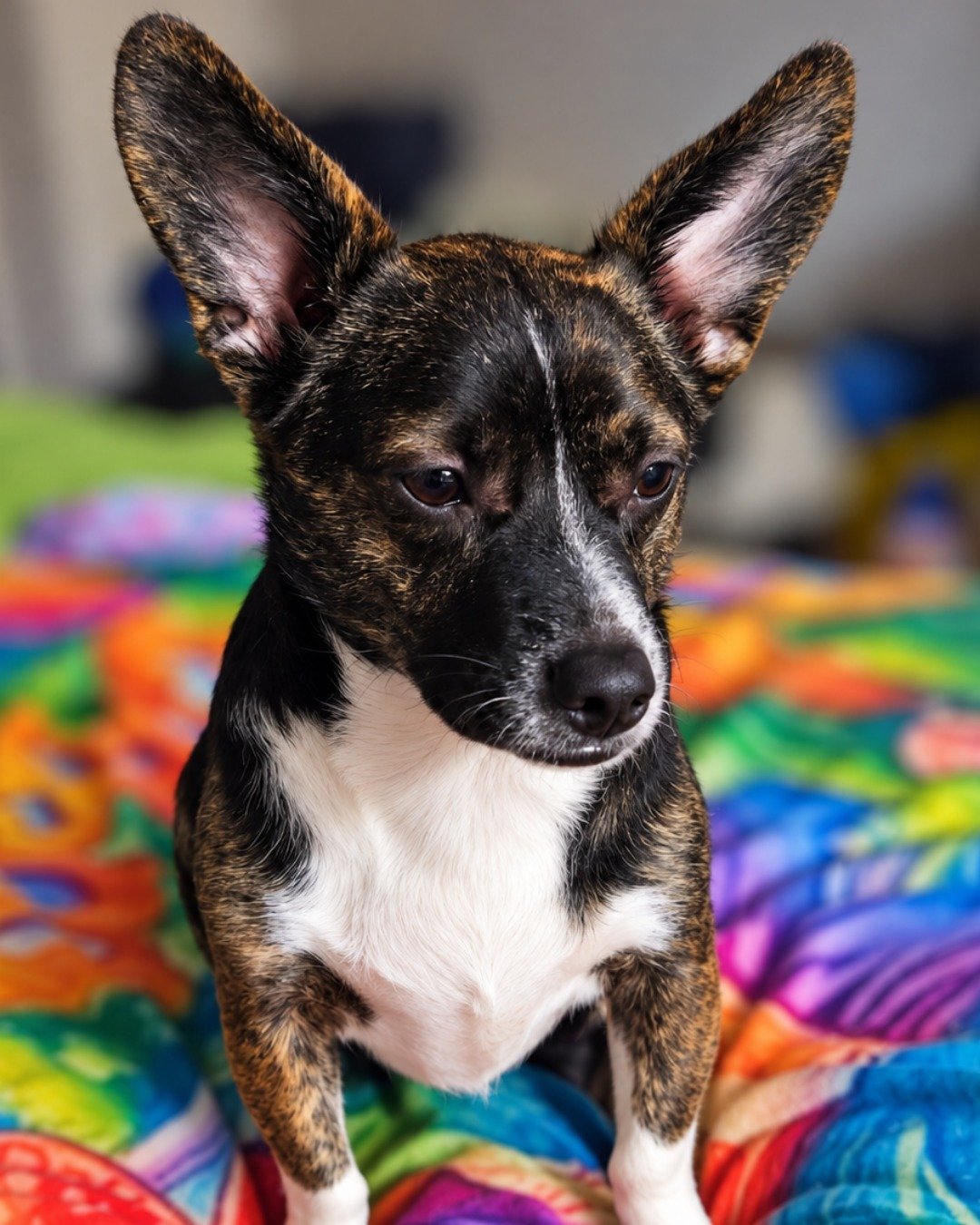 Zipper the chiweenie. Dog, Puppy