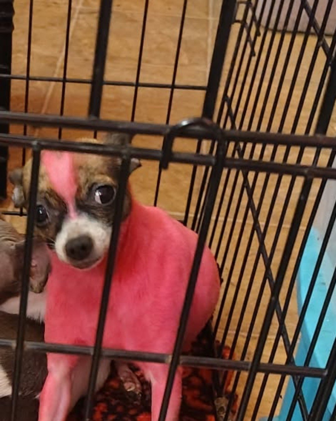 moo moo the female Chihuahua. Dog