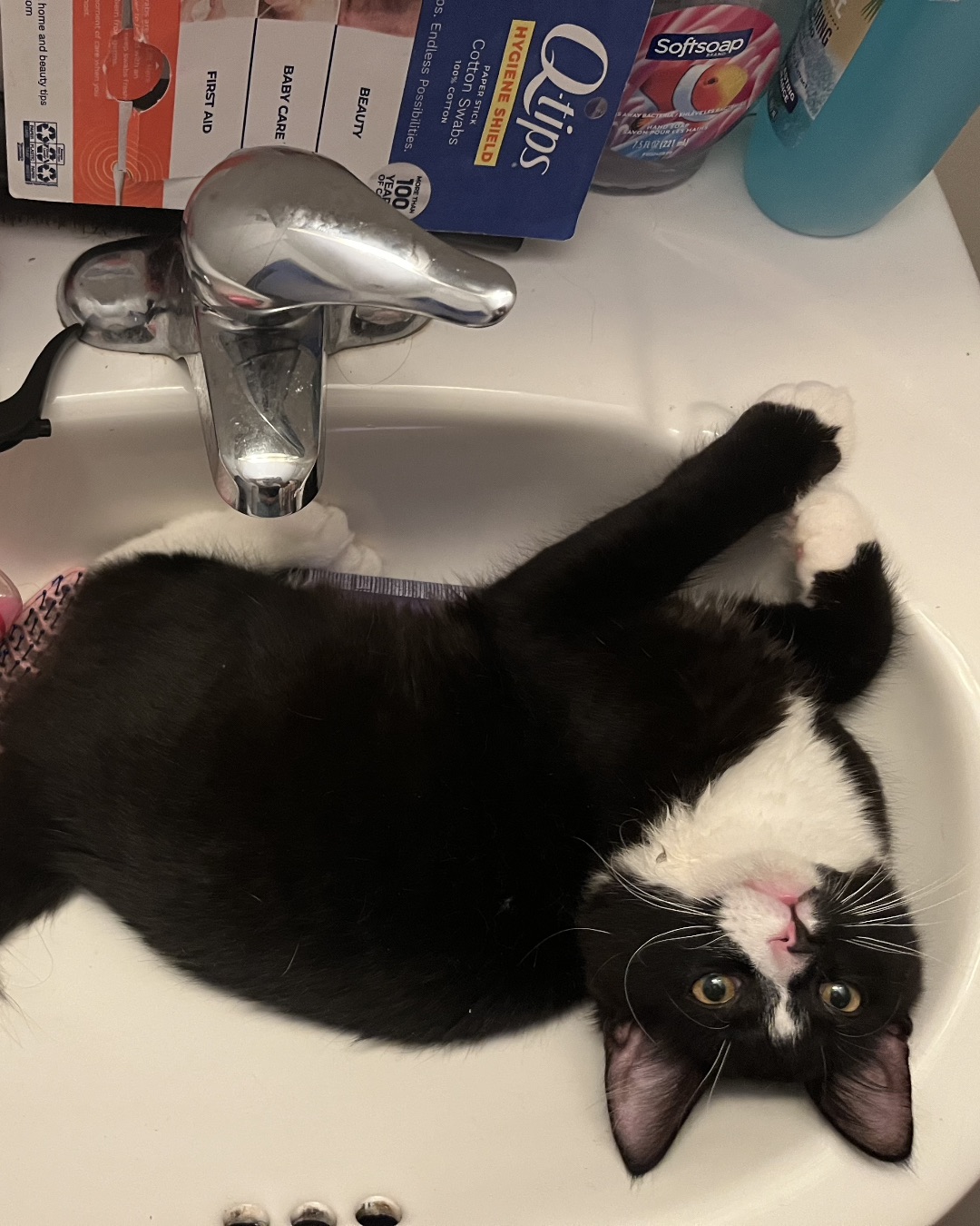 Oliver Bean. Sink, Sink Faucet, Cat