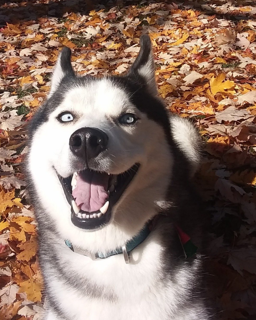 Hemi the Siberian Husky. Dog, Husky, Leaf, Plant