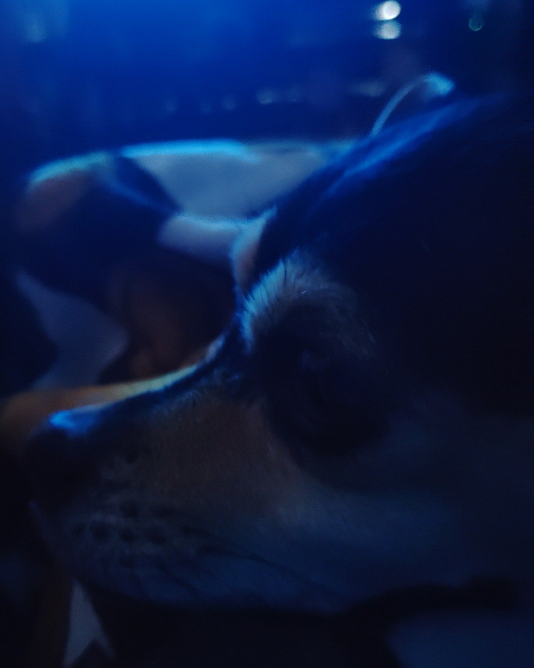 Suki the Chiweenie. Lighting, Dog, Puppy, Cat