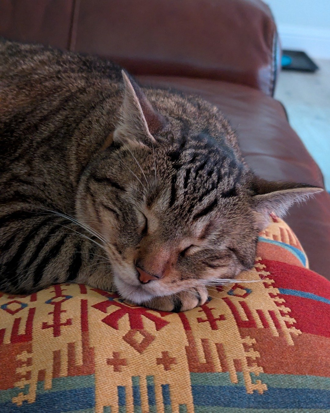 Cheddar Biscuit the Brown Tabby Shorthair. Couch, Furniture, Cushion, Home Decor, Person, Sleeping