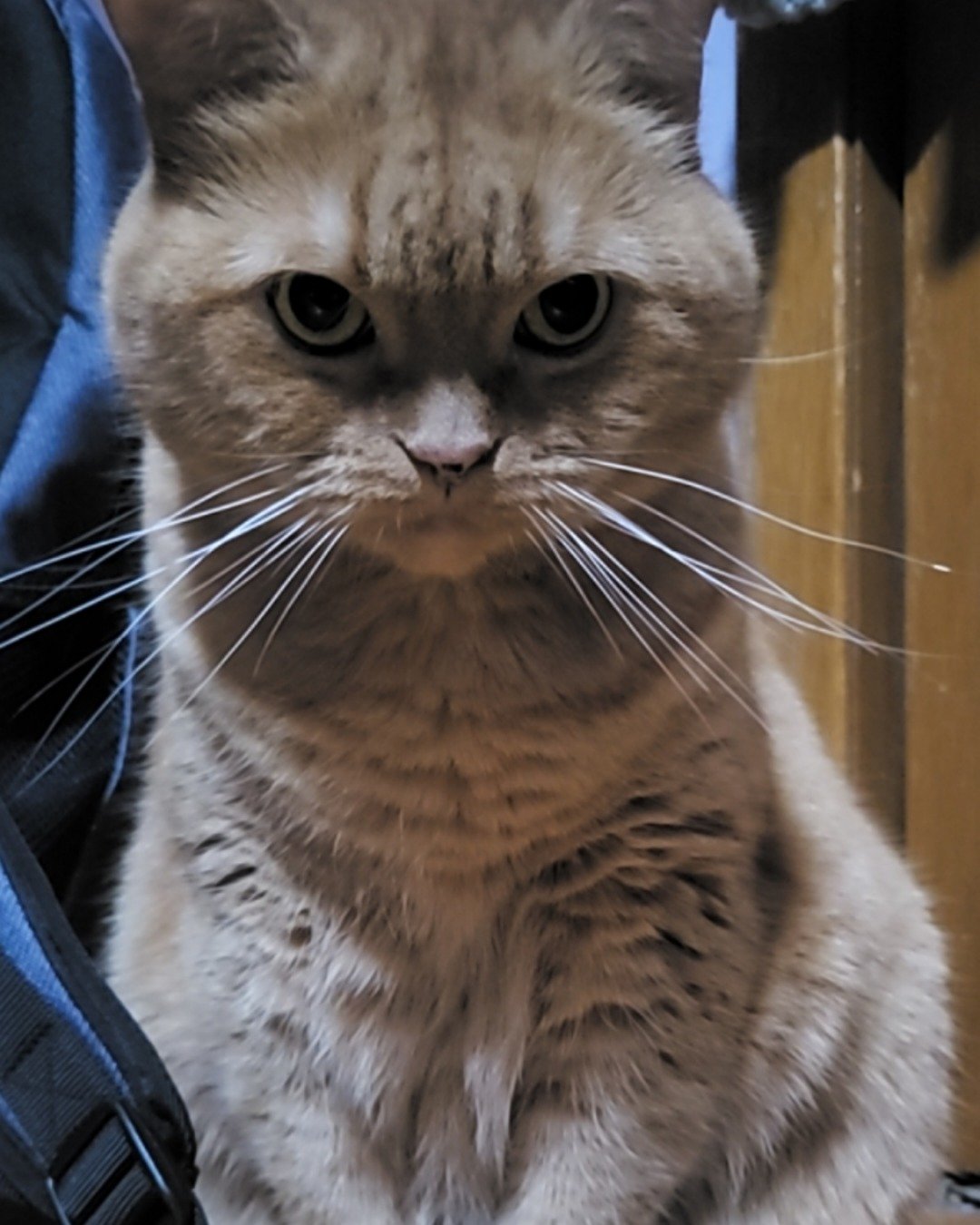 Rosie the American Shorthair. Cat