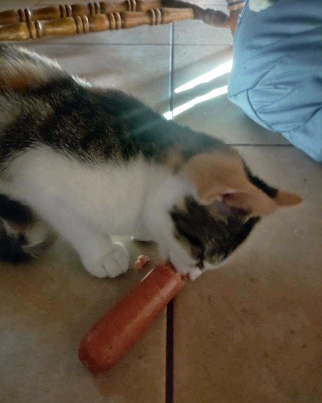 Kiki. Cat, Food, Hot Dog, Person