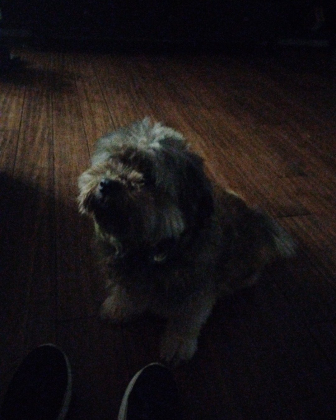 Coco the pomeranian shih tzu. Dog, Puppy, Hardwood, Wood, Clothing, Footwear