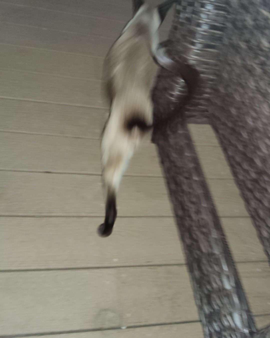 yum yum the siamese. Cat, Siamese, Dog