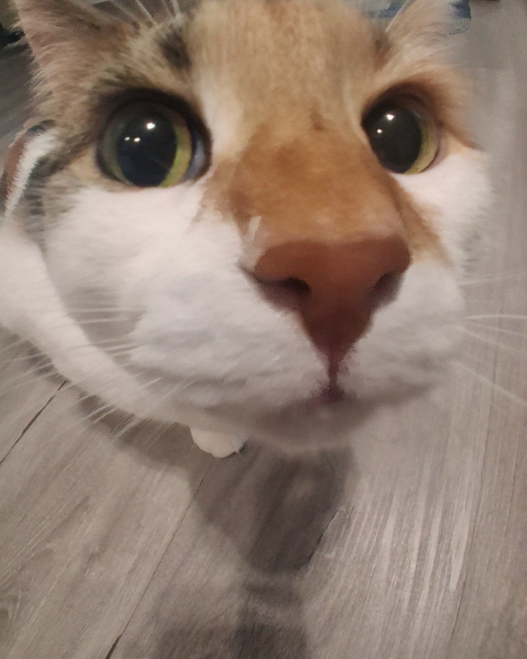 Callie the Calico maincoon. Cat, Kitten, Wood, Person
