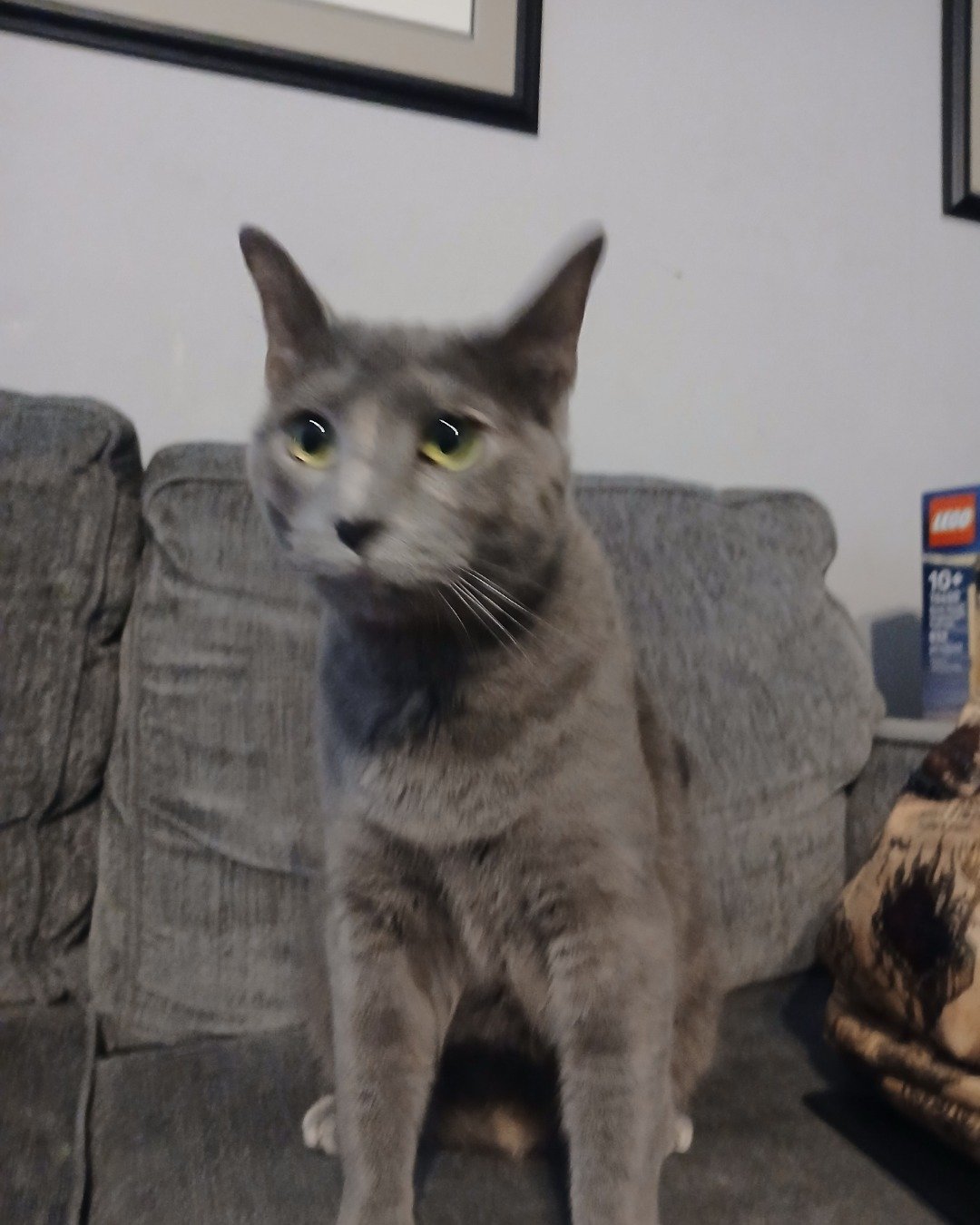 Clair. Couch, Furniture, Cat, Abyssinian