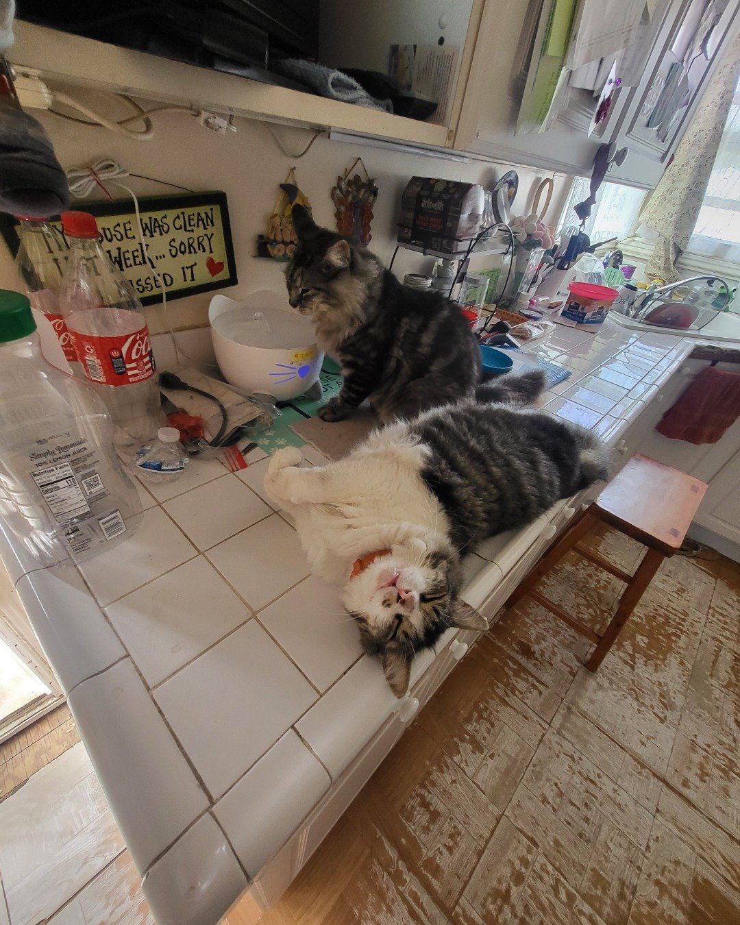 Farley Fart the tabby. Floor, Flooring, Wood, Furniture, Table, Architecture