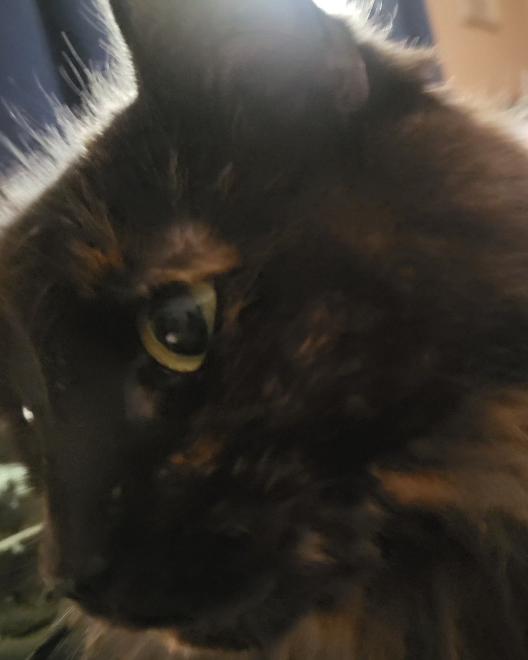 Minnie. Cat
