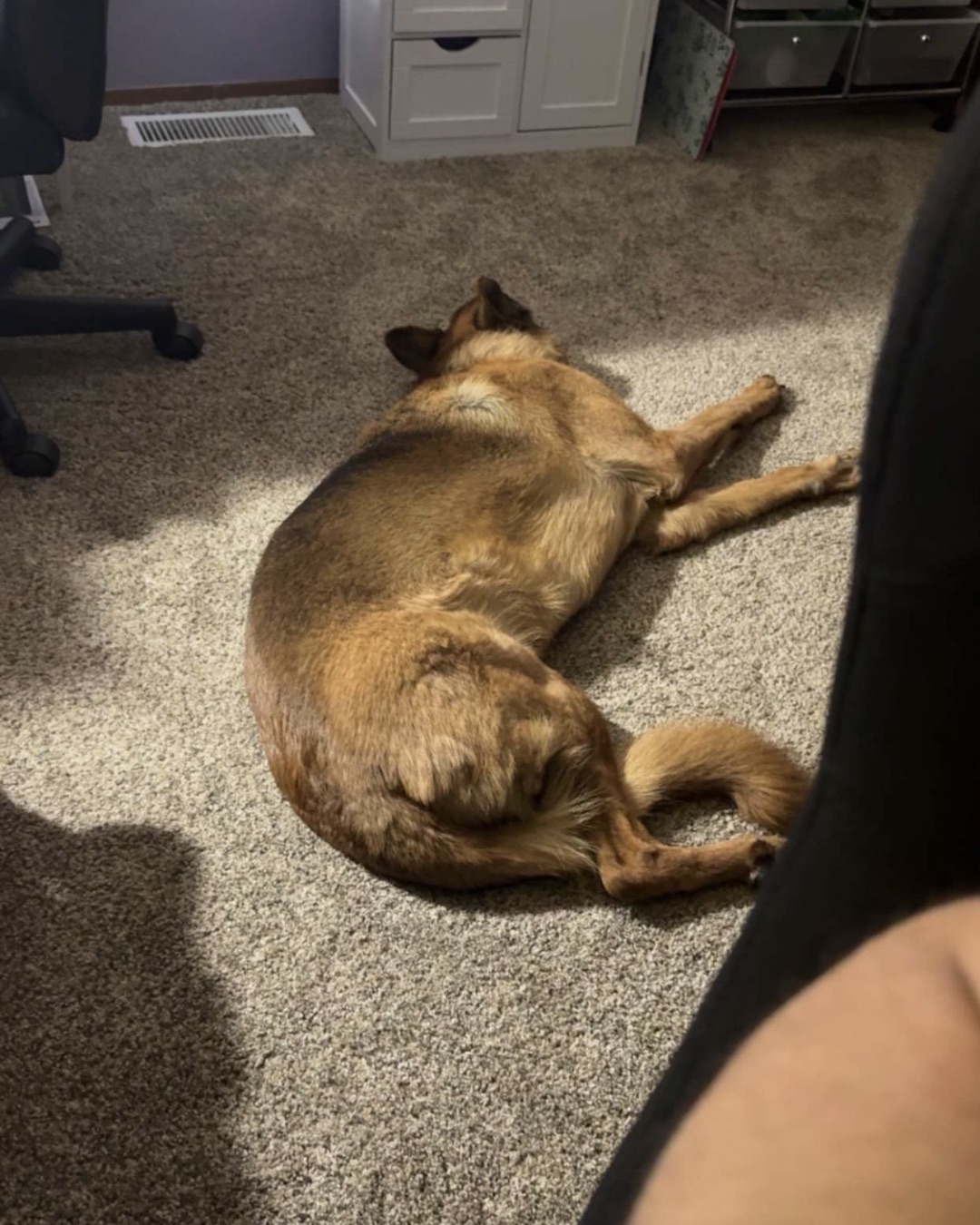 Noel. Dog, Floor