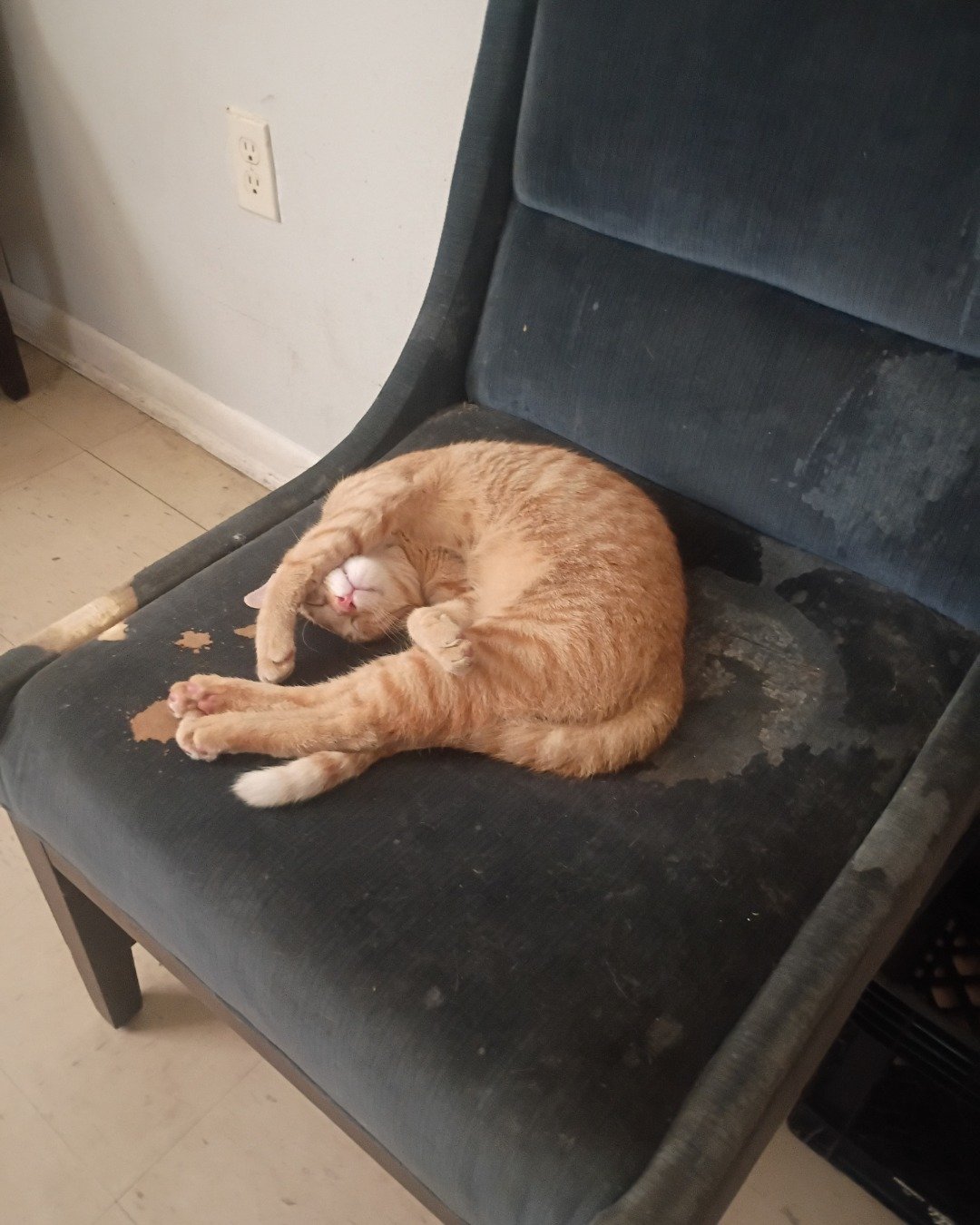 Goldie & Cleo 🐱😽. Furniture, Chair, Cat