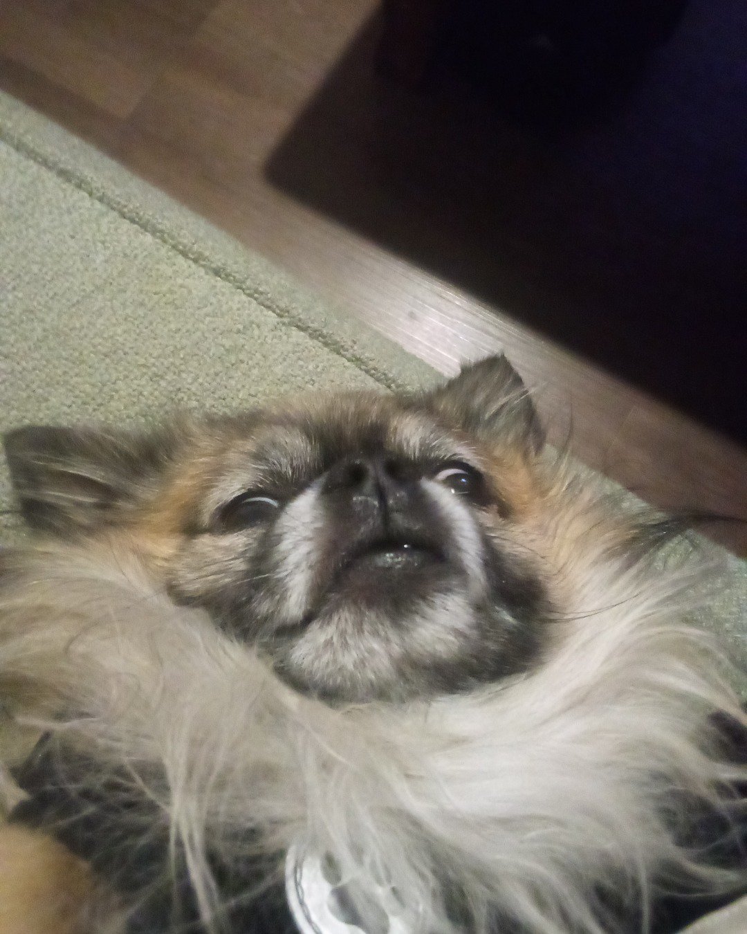 Rocko the Long Haired Chihuahua. Dog, Puppy