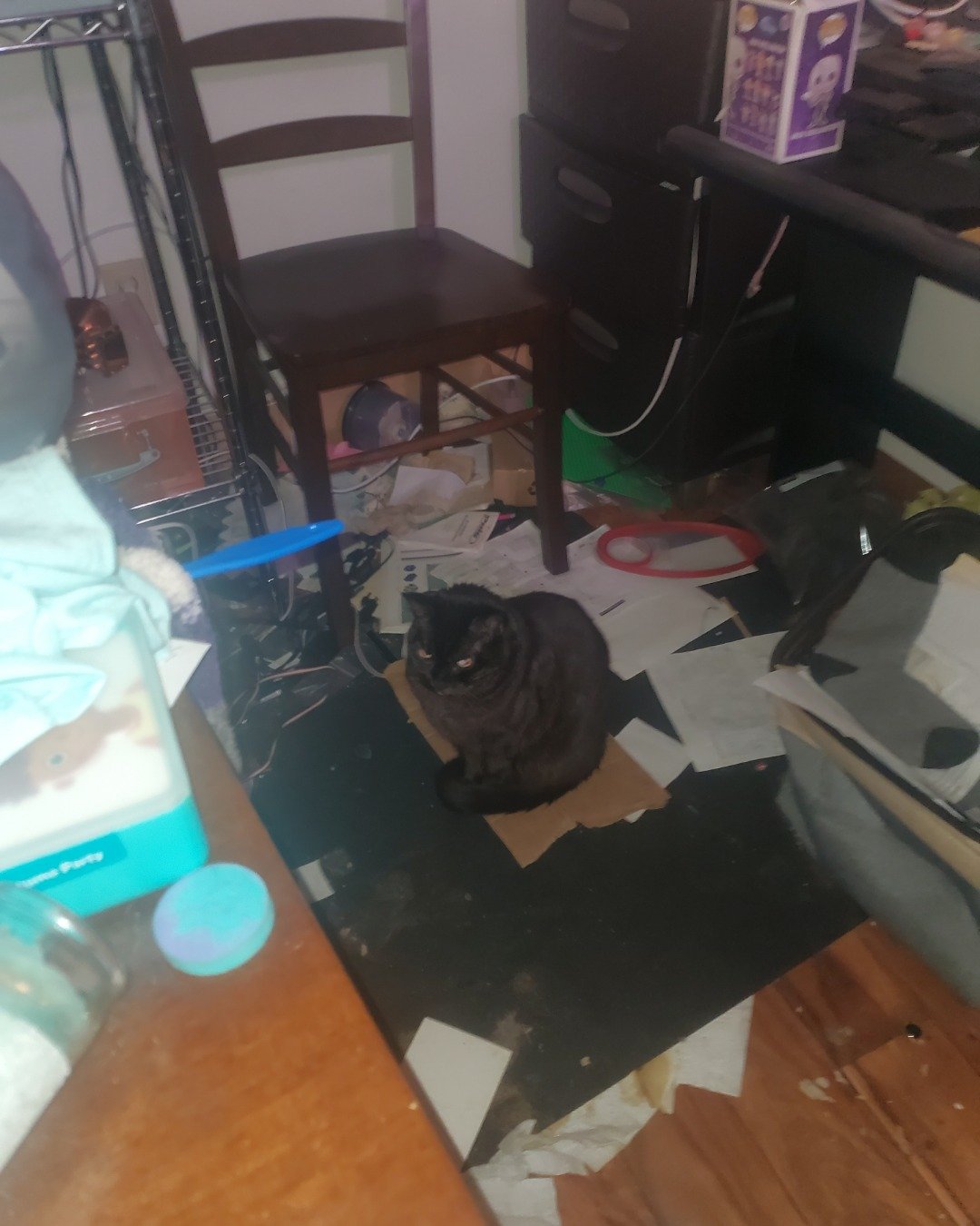 Adonis Leon Chicken Wing Johnson the black and brown Tabby. Furniture, Table, Cat, Desk, Chair, Person