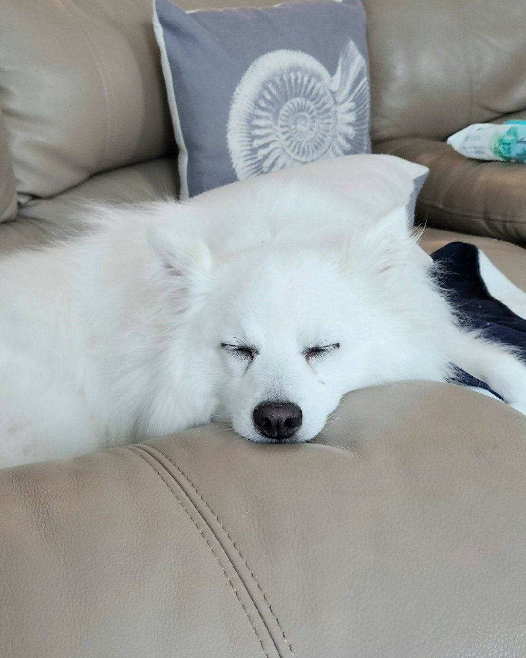 Guinness the American Eskimo. Cushion, Home Decor, Dog, Eskimo Dog, Pillow