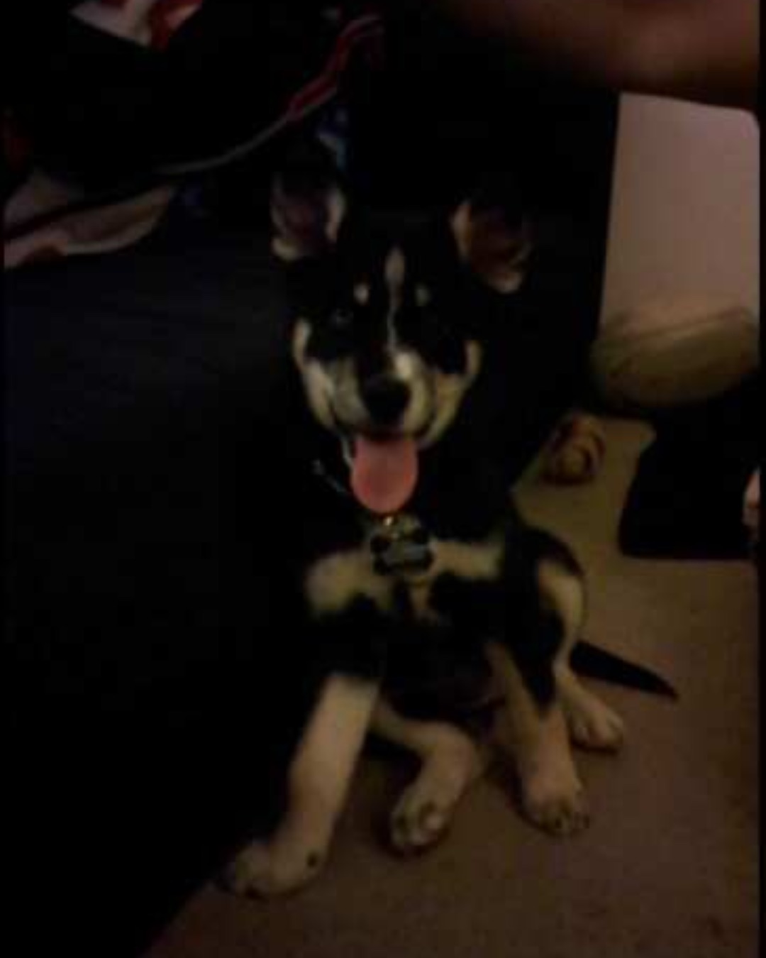Loki the Husky Mix — Dog, Husky, Puppy, Person