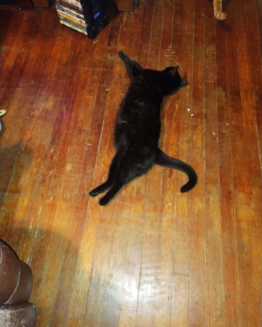 Wednesday the black Halloween cat. Wood, Hardwood, Floor, Flooring, Cat