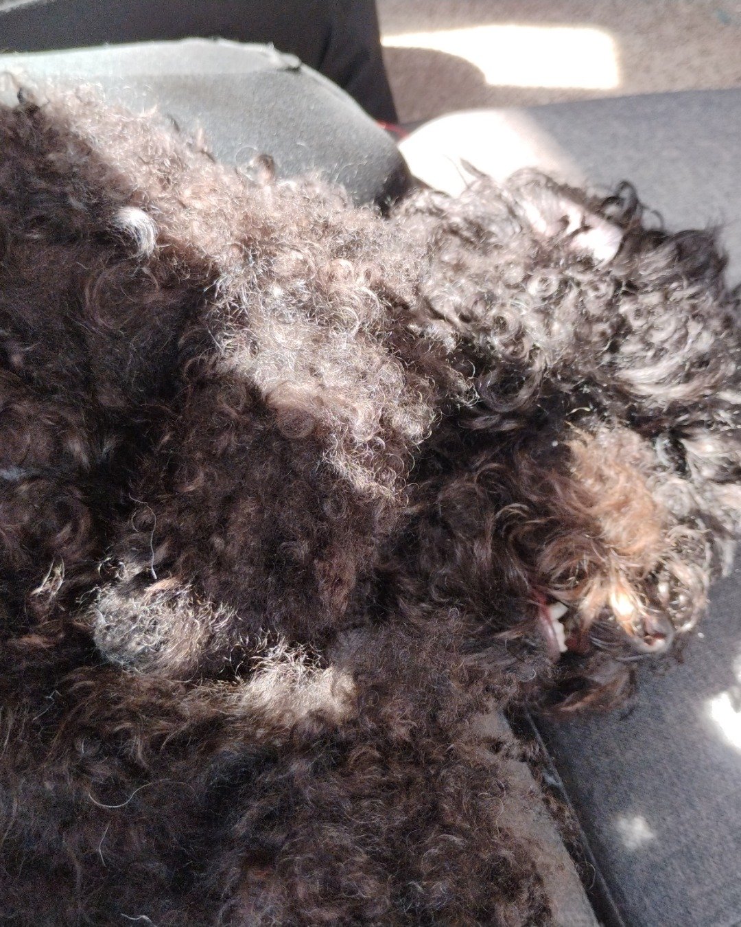 Brownie the black poodle. Couch, Furniture, Dog, Poodle, Puppy