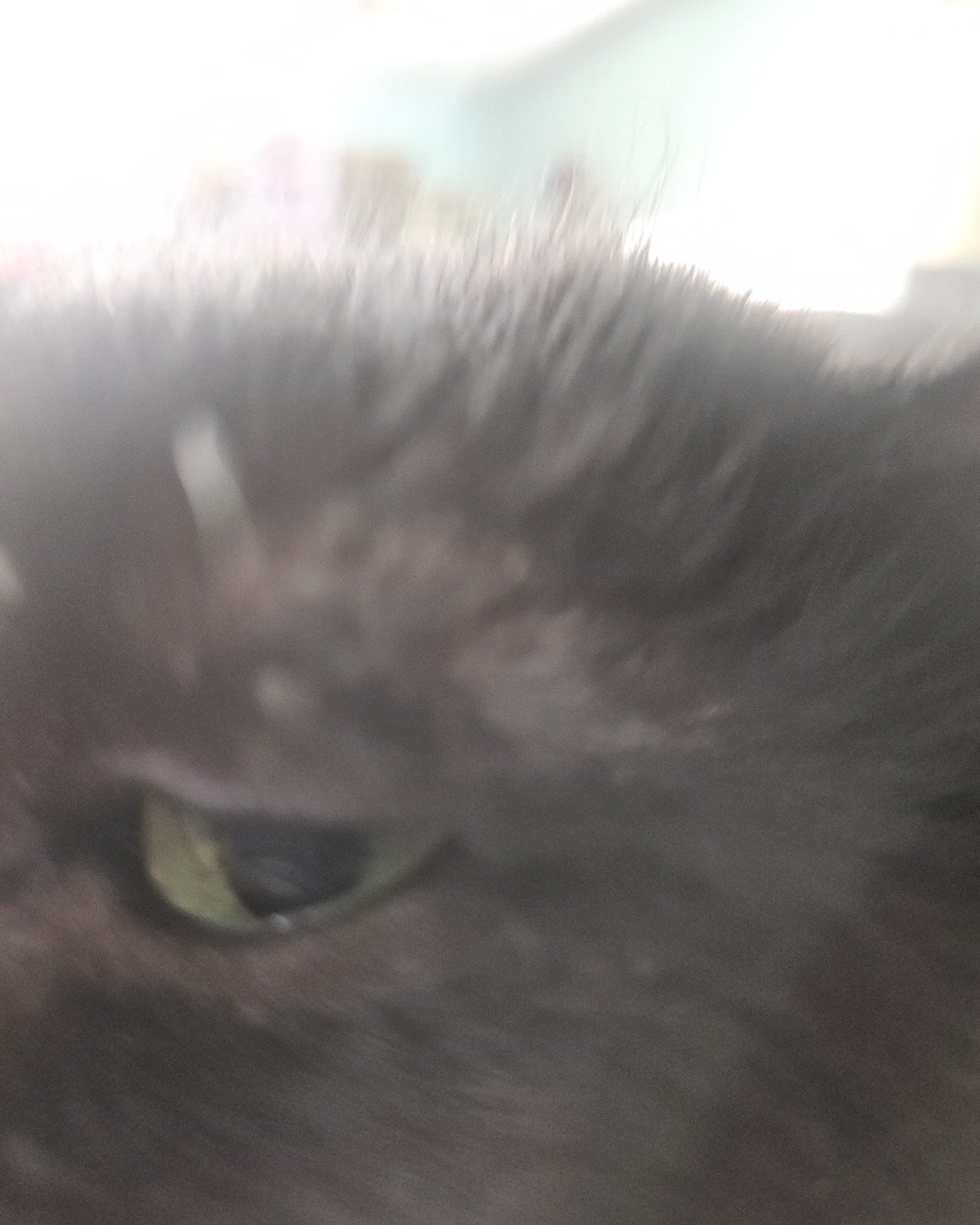 Wander the a pain. Cat, Black Cat