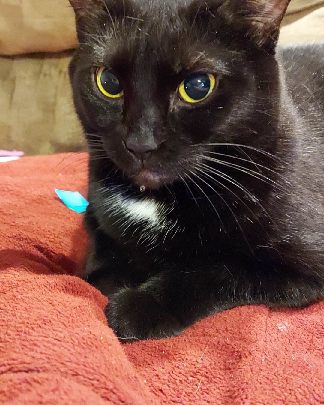 Unity. Cat, Black Cat