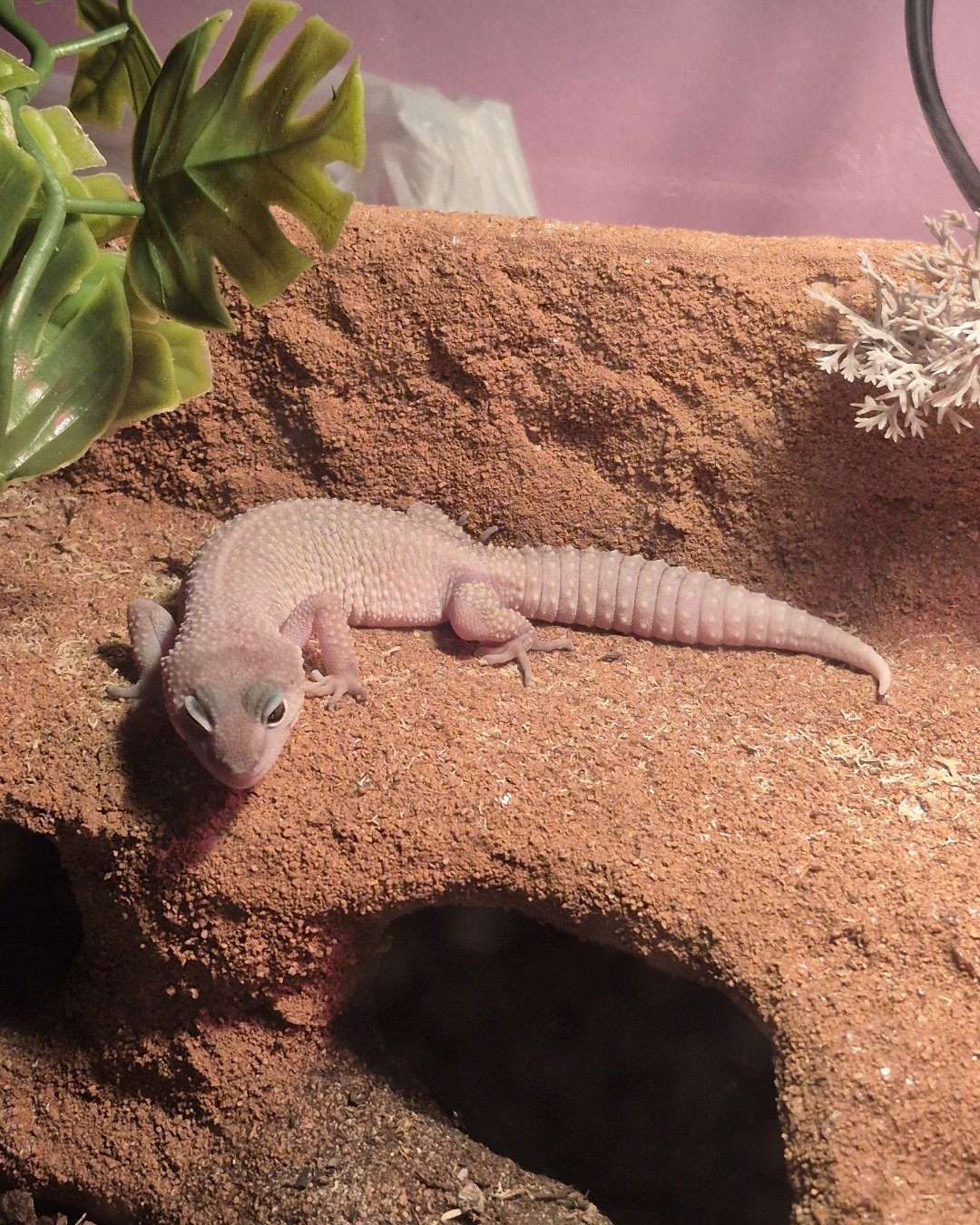 crystal the blizzard lepord gecko. Gecko, Lizard, Reptile