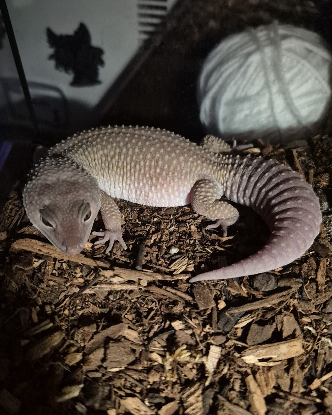 crystal the blizzard lepord gecko. Lizard, Reptile, Gecko, Electronics, Hardware