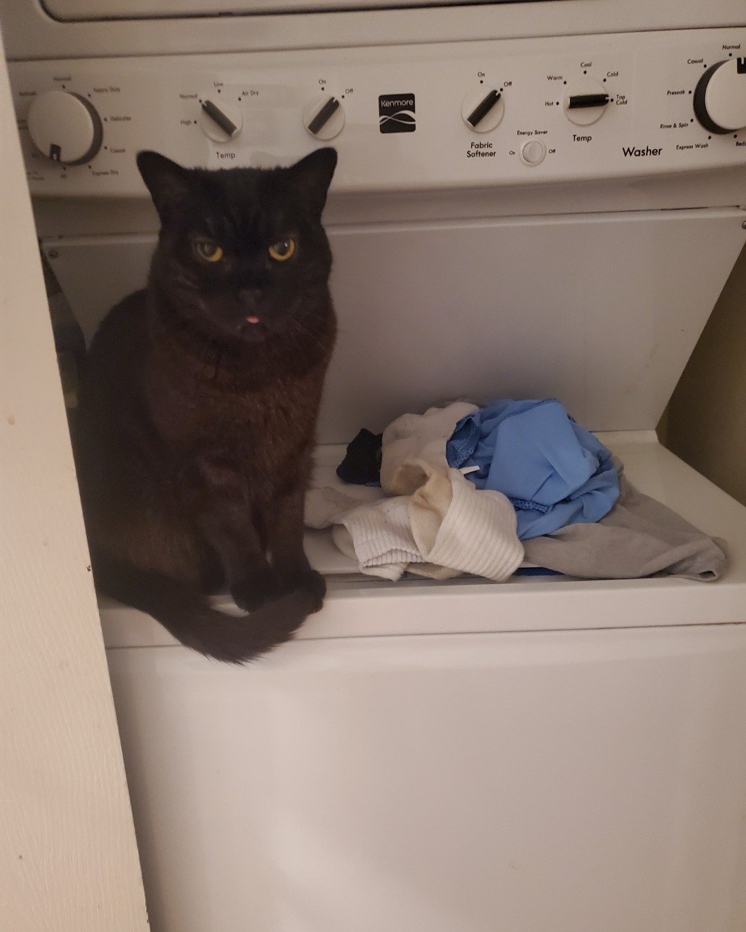 Adonis Leon Chicken Wing Johnson the black and brown Tabby. Laundry, Appliance, Device, Electrical Device, Washer, Cat