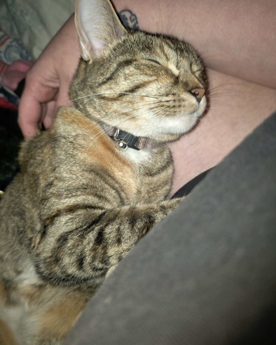 Nugget the tabby. Abyssinian, Cat