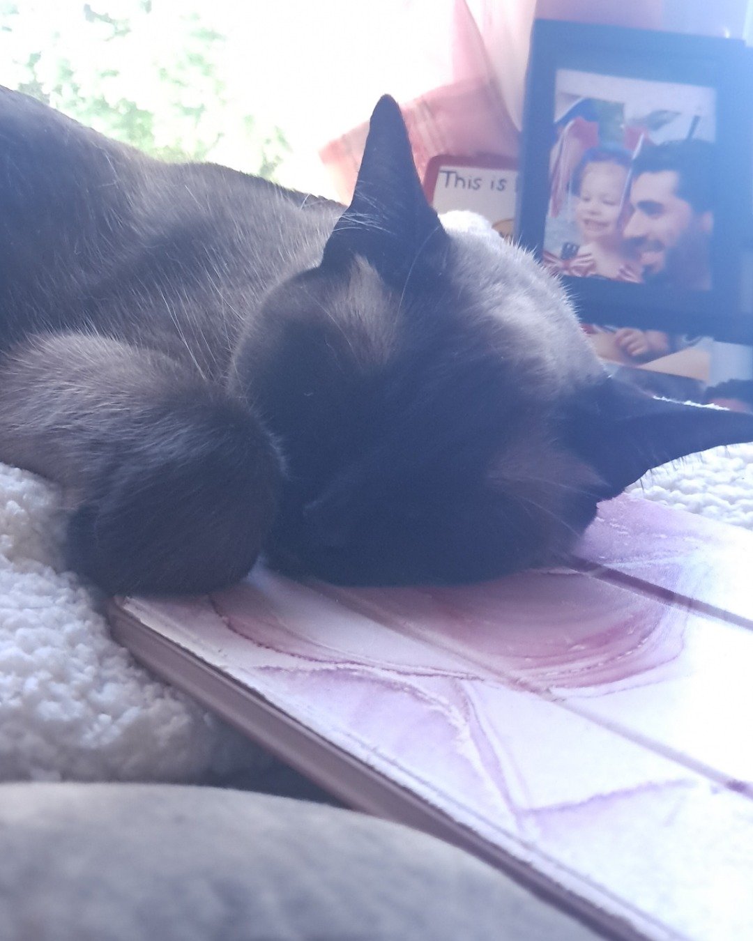 Luna🌙💫 (twin of Stella) the Siamese. Computer, Electronics, Laptop, Pc, Person, Cat