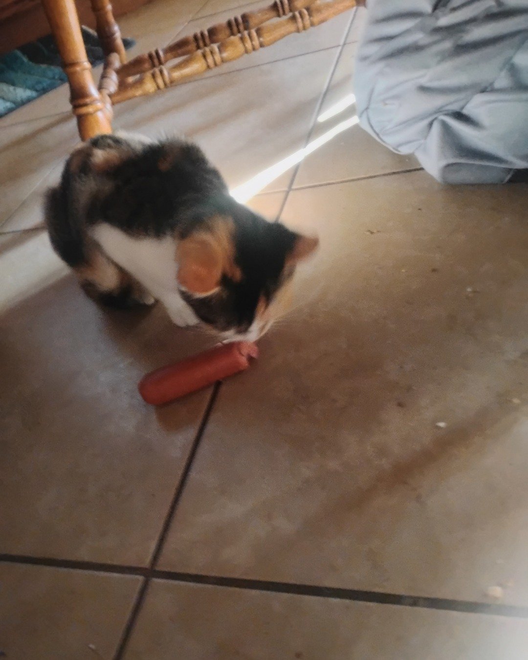 Kiki. Floor, Flooring, Cat, Wood